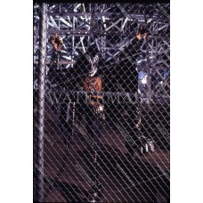 DE402 Gene Simmons KISS Climbs Fence Photo